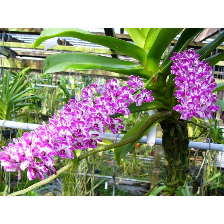 Kích thích tăng trưởng Hoa lan Superthrive 50ml