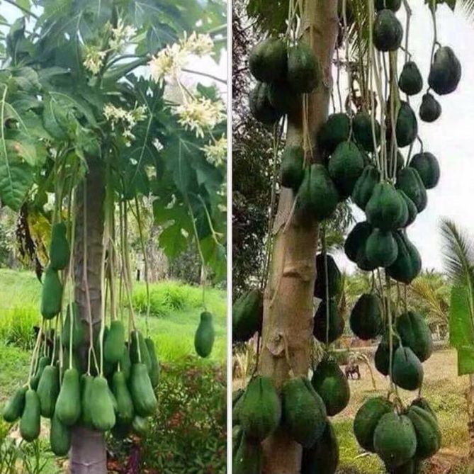 Hạt giống cây đu đủ đực dể trồng -gói 10 hạt(tặng kèm phân bón )