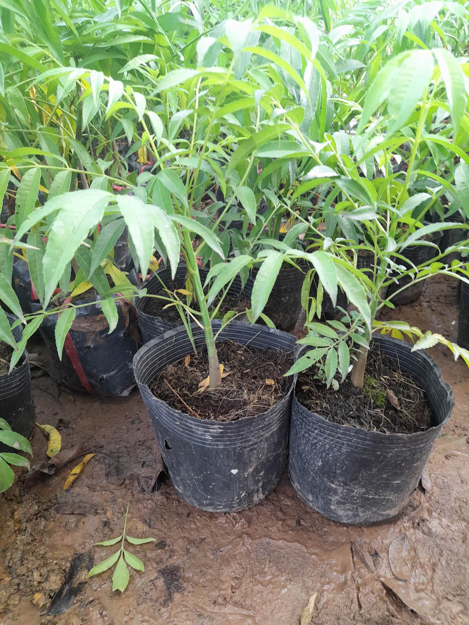 Giống Cóc Thái cây ăn quả độc đáo+Tặng kèm phân bón