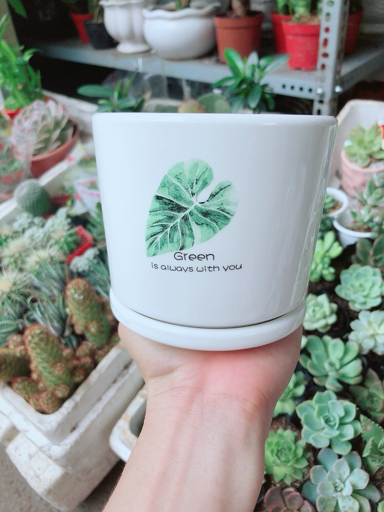 [HCM]Chậu sứ tráng men cao cấp kèm dĩa lót 5