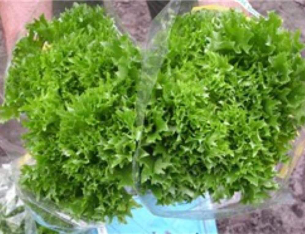 Hạt giống xà lách crispy leaf