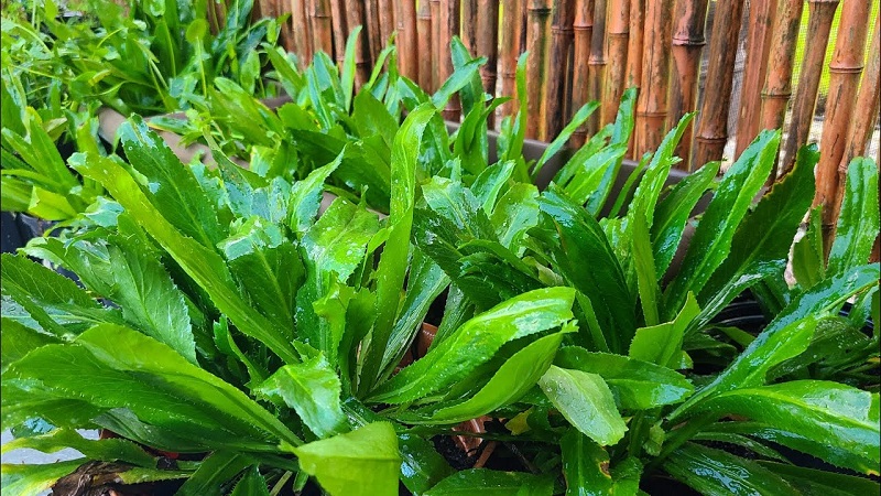 Hạt Giống Ngò Gai (Mùi tàu) - Gói 5gr