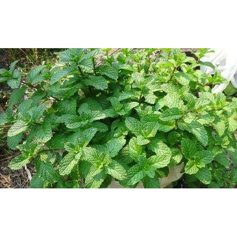 200 hạt giống húng lũi