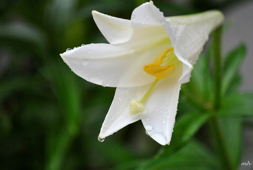 củ HOA HUỆ TÂY