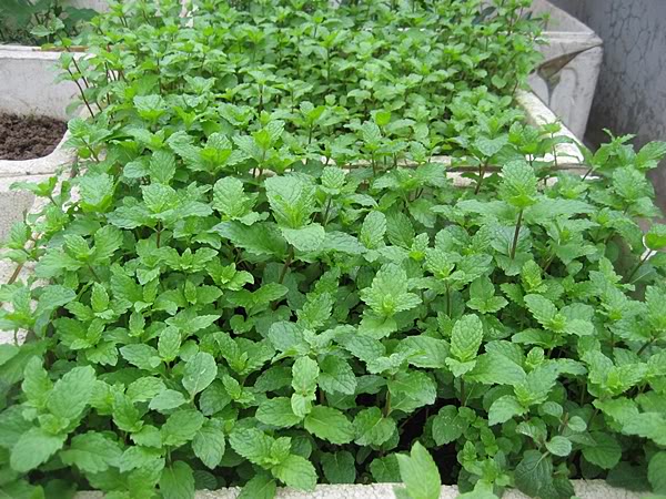 Gói Hạt Giống Húng Bạc Hà (Húng Lủi)