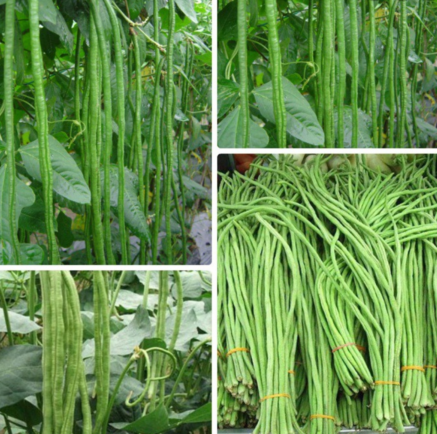 Hạt giống đậu đũa Mai Vàng 20gr