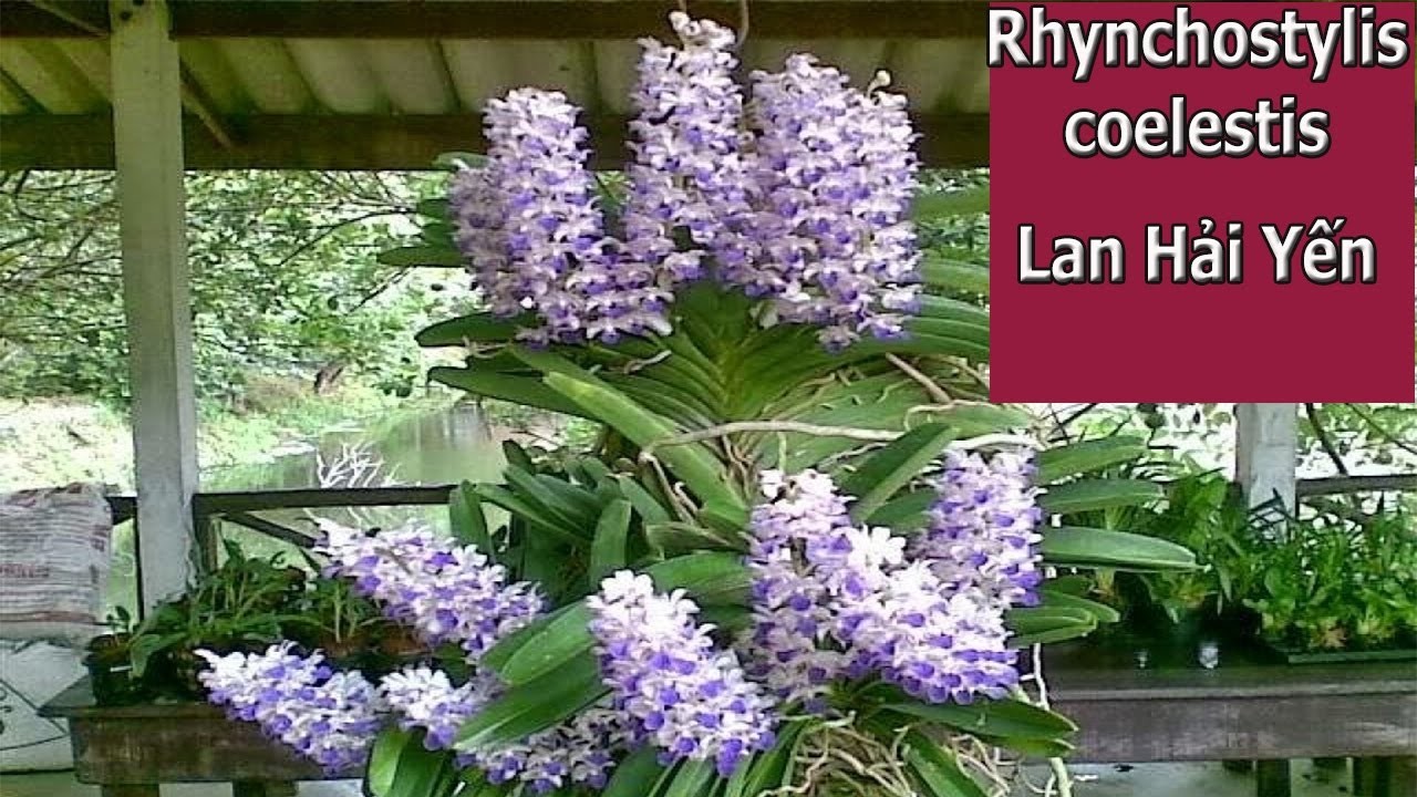 LAN RỪNG HẢI YẾN TÍM - CÂY GIỐNG | Lazada.vn Lan Rừng Hải Yến Tím - Cây Giống | Lazada.Vn