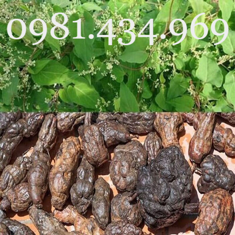 👉🌱🌱🌱👍 Combo 5 cây đuôi chuột hoa tím (Cây mạch lạc)