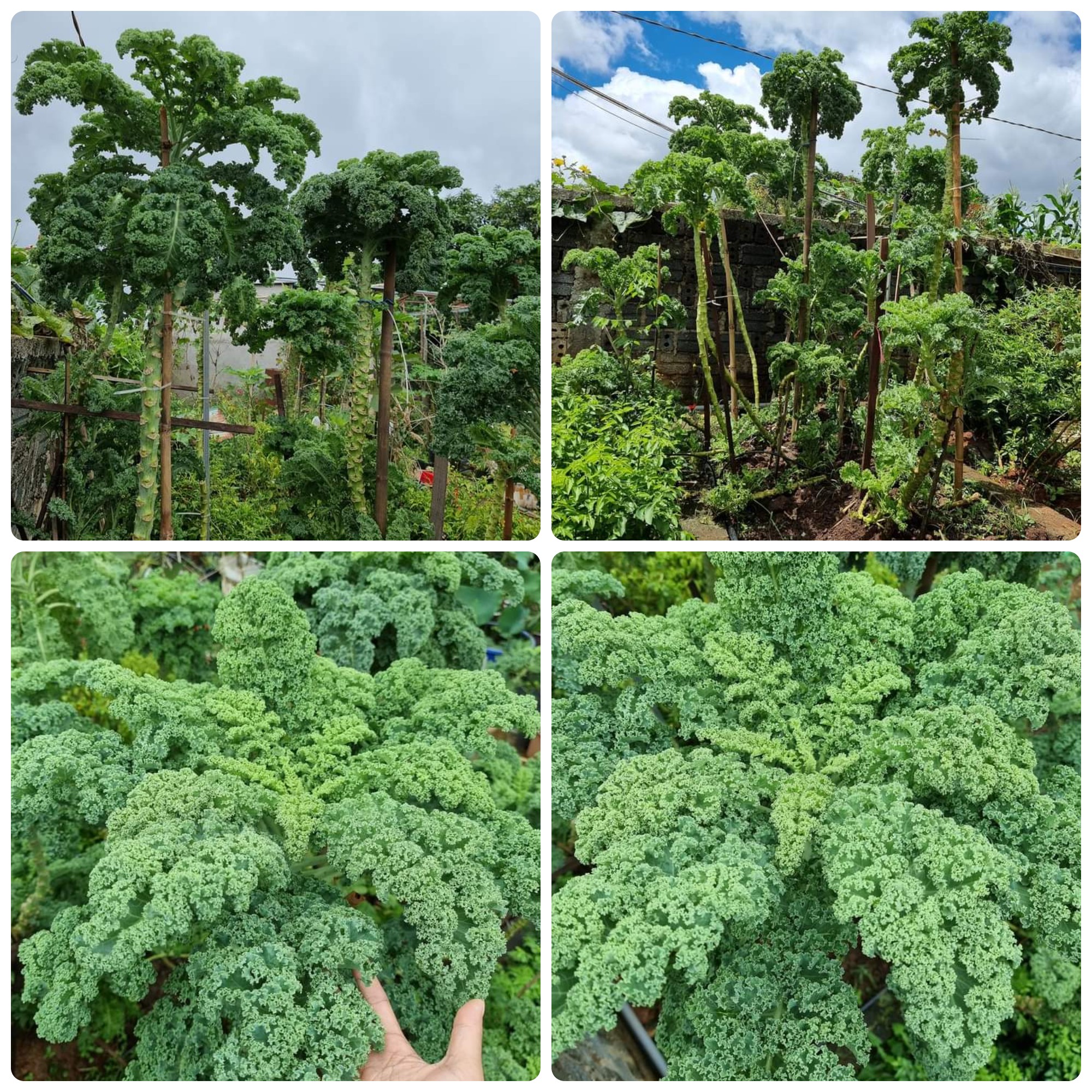 Hạt giống Cải Xoăn Kale gói 5gr~500 hạt, chịu nhiệt, trồng quanh năm