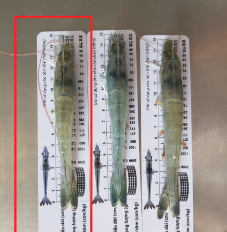 2 PCs colorful shrimp ruler and size shrimp tag (plastic plywood)