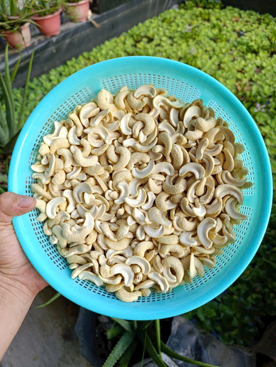 500Gr Điều tươi vỡ đôi, Hạt điều nấu sữa hạt ( Raw Cashew Nuts)
