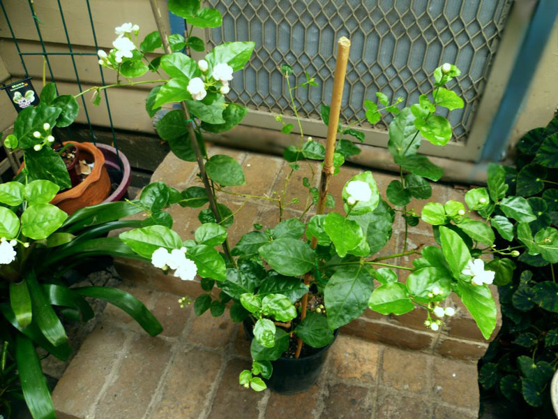 cây NHÀI TA hoa mùi rất thơm