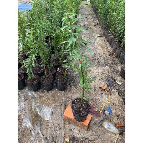 (MỚI) CÂY GIỐNG LỰU ĐỎ PERU CÂY TỐT (NHANH CHO TRÁI)