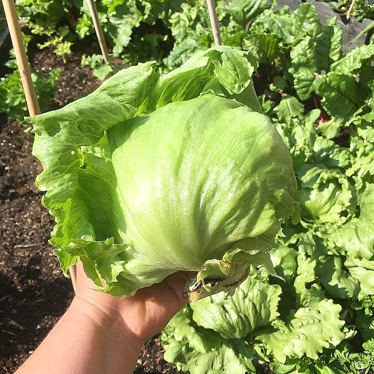 Iceberg Lettuce Seed (Rado 532) 2gr package