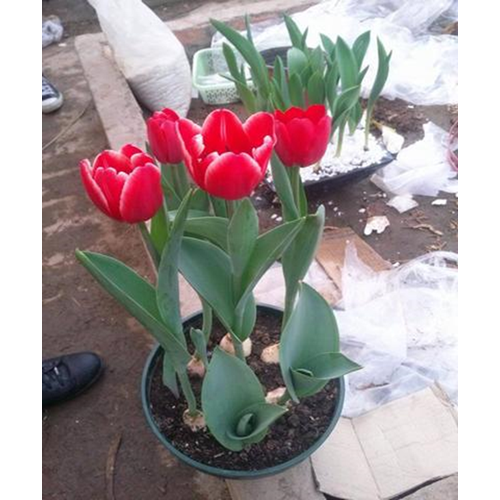 5 củ giống hoa tulip hoa màu đỏ