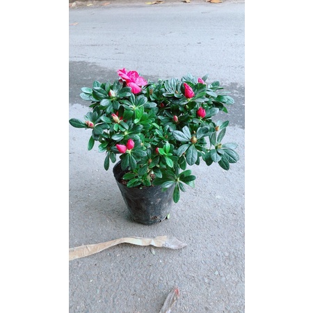 Hoa Đỗ Quyên