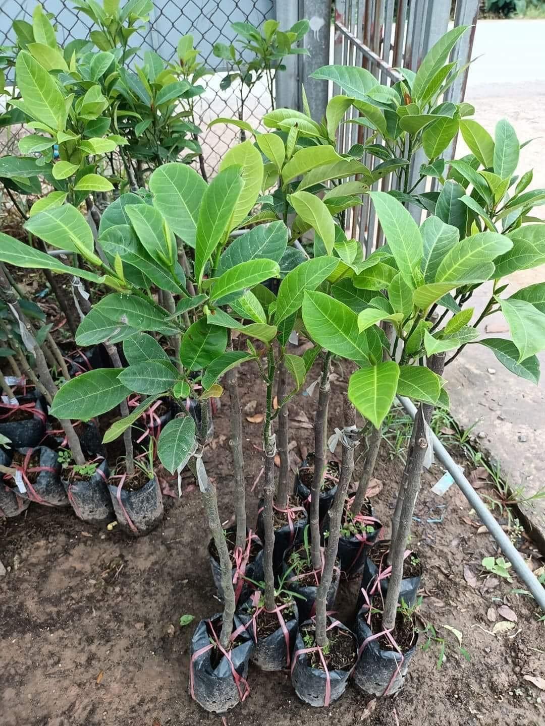 CÂY GIỐNG MÍT TÍ HON  ẤN ĐỘ - SIÊU TRÁI