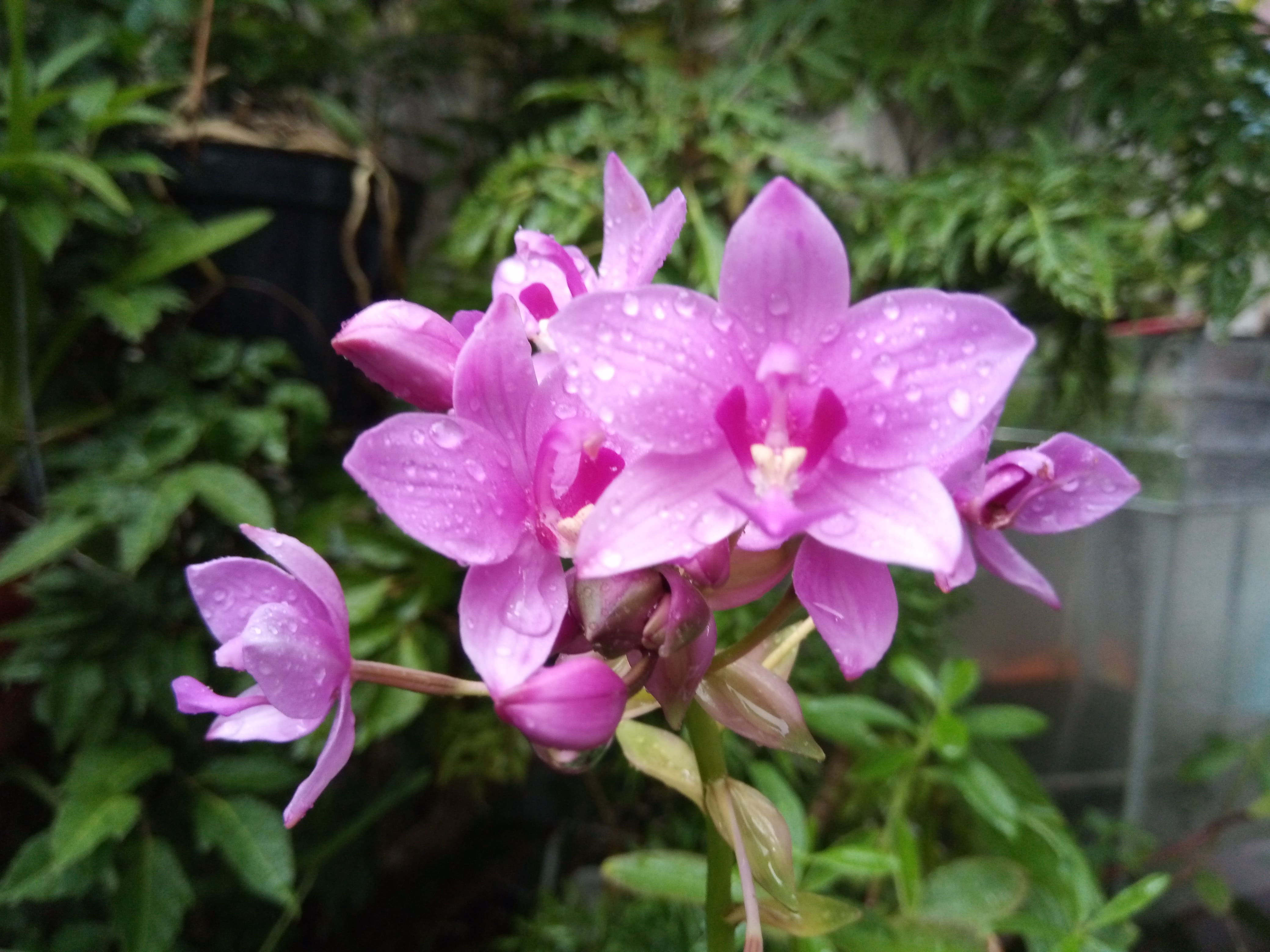 Hoa Địa Lan Chu Đình (Hoa màu tím cao từ 15cm-35cm)