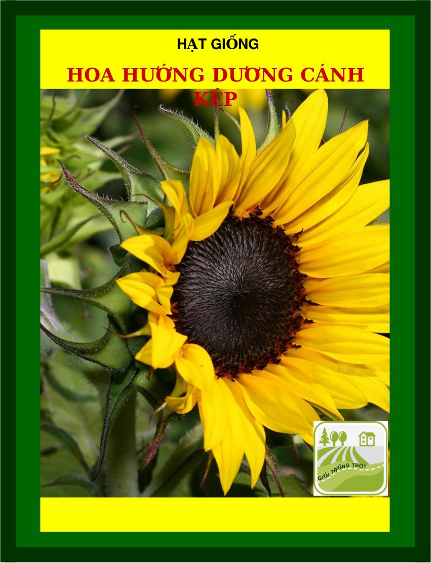 1G - Hạt Giống Hoa Hướng Dương, Vàng Đẹp, Hoa Cánh Kép