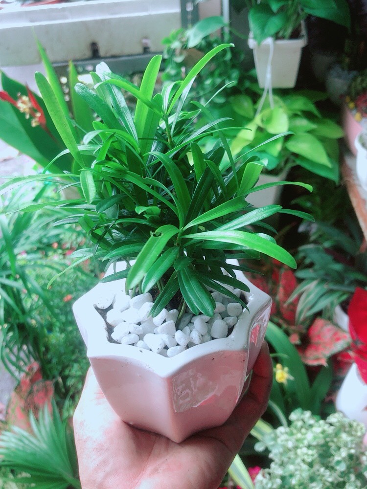 [HCM]Chậu Cây Tùng Vạn Niên