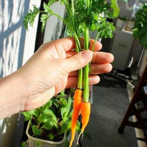Hạt Giống Cà Rốt Mini F1. Túi 100 Hạt