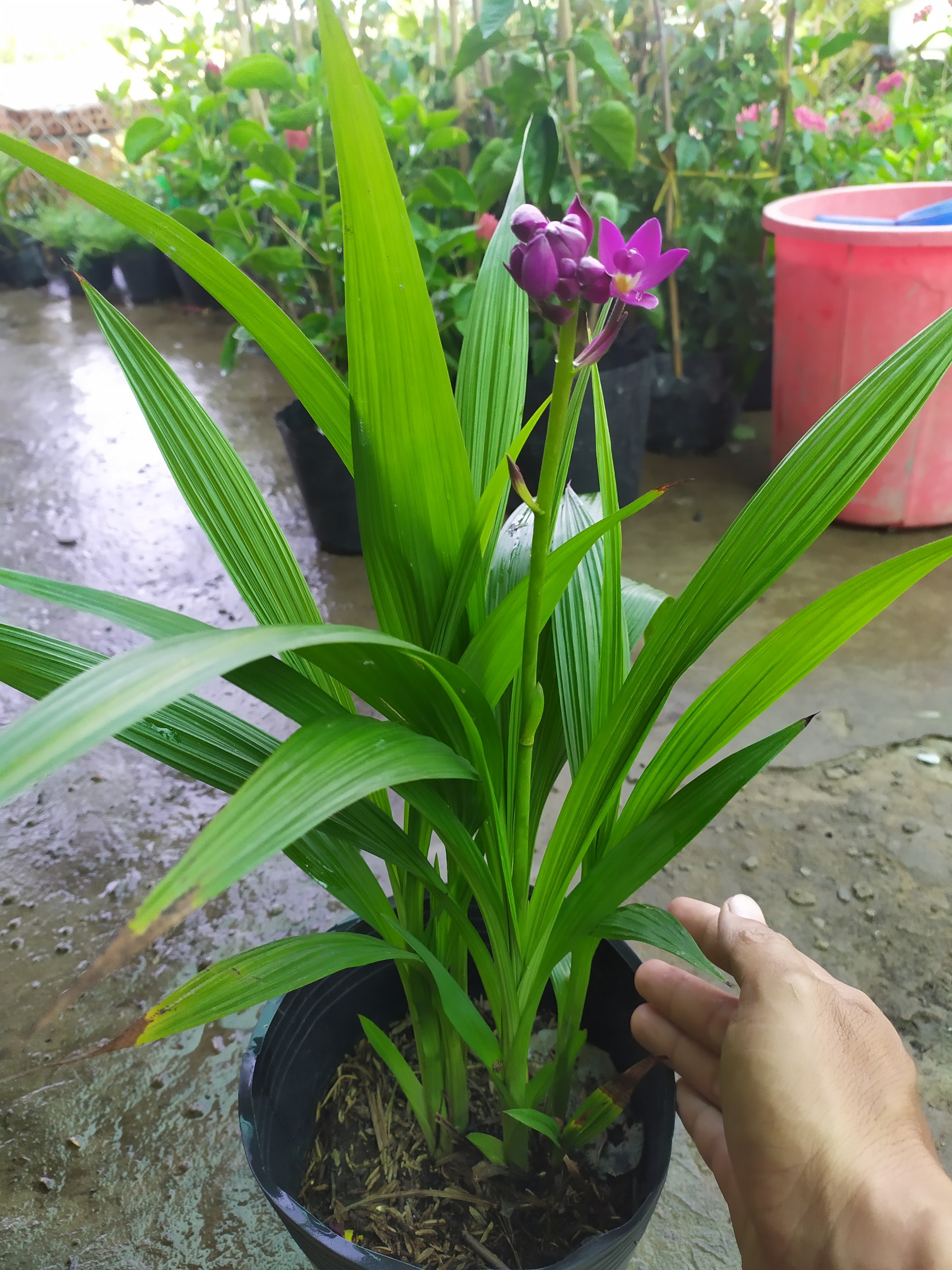 Lan Chu Đỉnh Chọn Màu Ngẫu Nhiên - Hoa Lan