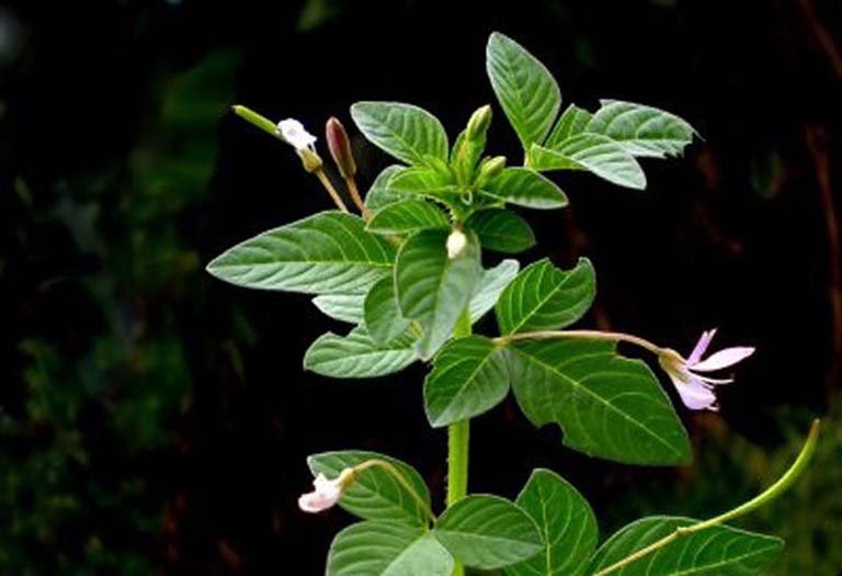 100 Hạt giống cây màn ri hoa tím