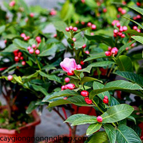 GIỐNG CÂY HOA  HẢI ĐƯỜNG