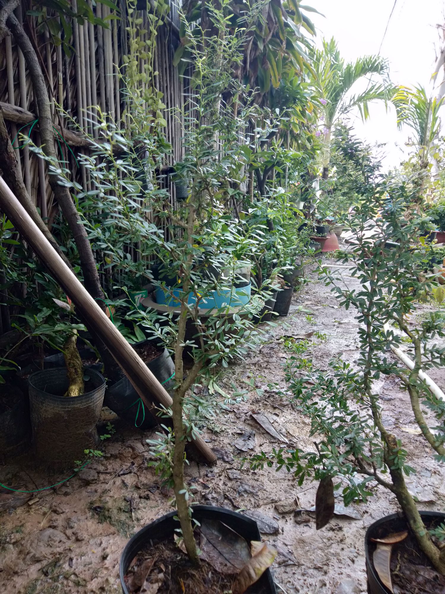 Linh sam 86 giống