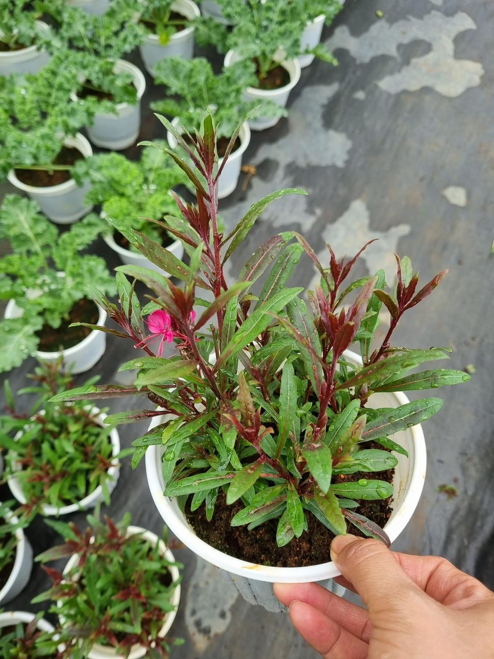 Cây giống hoa cỏ hồng