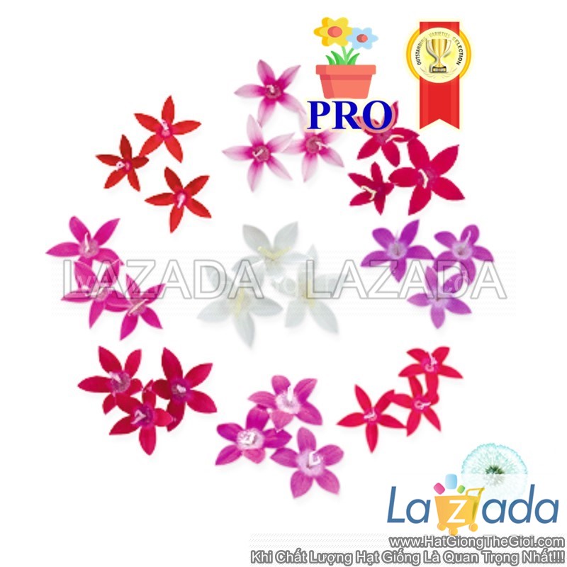 50.hạt hạt giống hoa diễm châu graffiti 20/20 mix