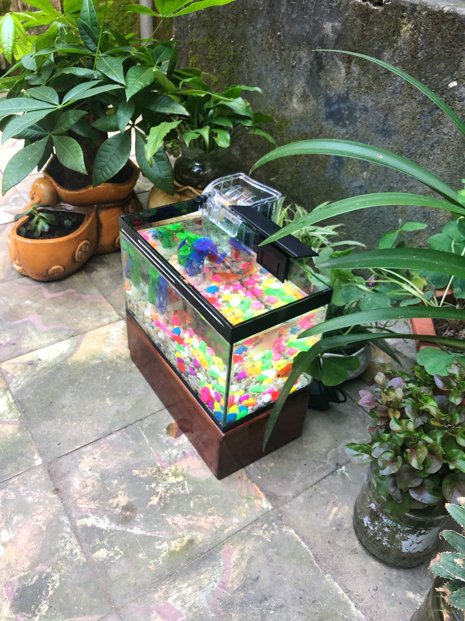 Bể cá cảnh 25x13x15cm có sẵn lọc và đèn