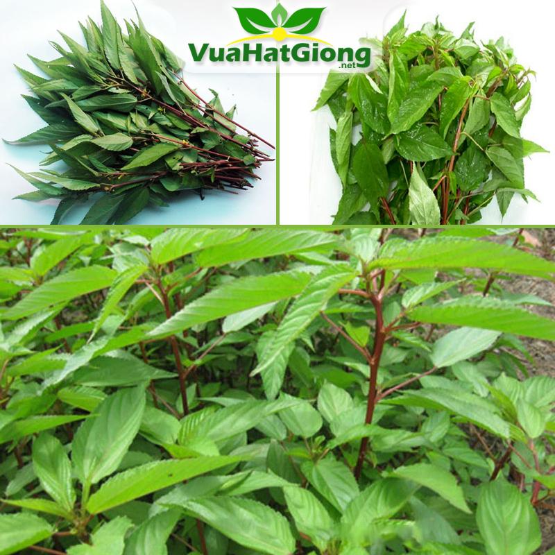 Hạt Giống Rau Đay Đỏ Dễ Trồng, Thu Hoạch Sớm, Liên Tục