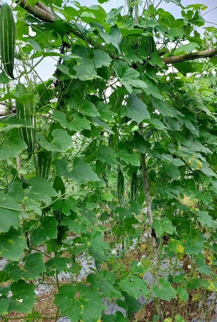 GÓI 10 HẠT GIỐNG MƯỚP NHẬT (LẶC LÈ )