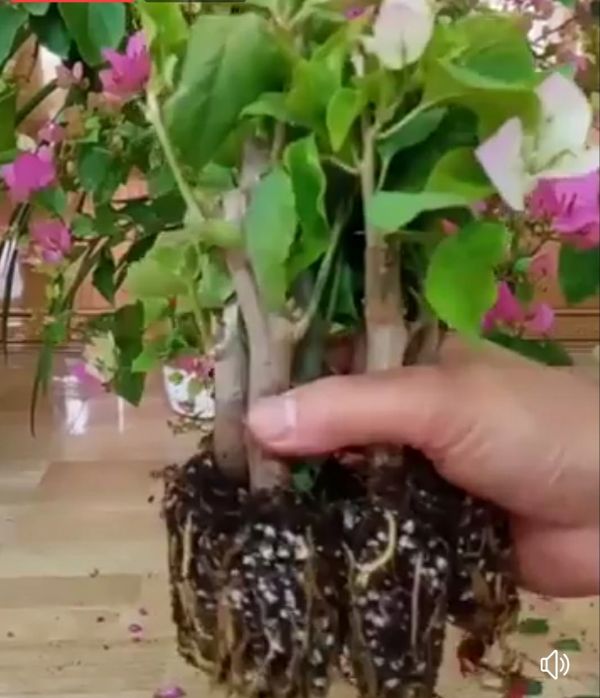 Cây Giống Hoa Giấy Mix Màu