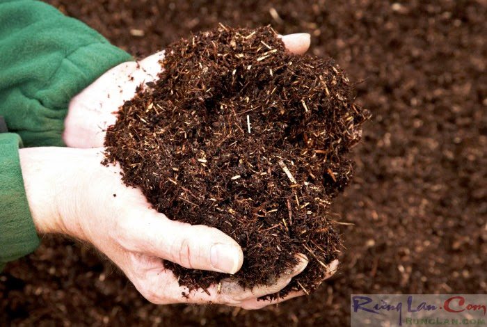 TRICHODERMA ĐH nông lâm dạng nước chai 1lít