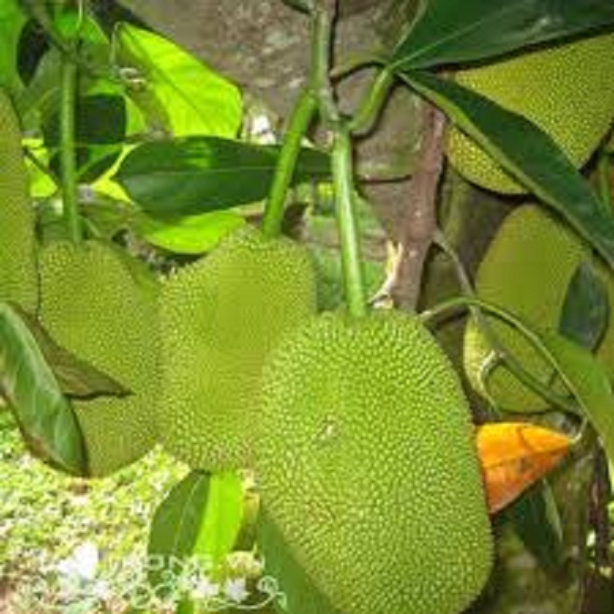CÂY GIỐNG MÍT TỨ QUÝ DA XANH