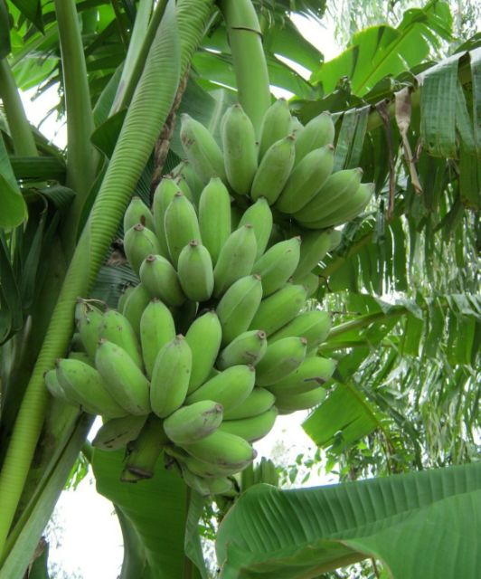 Cây chuối con