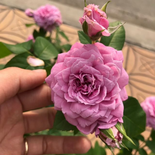 Hoa hồng blue sky