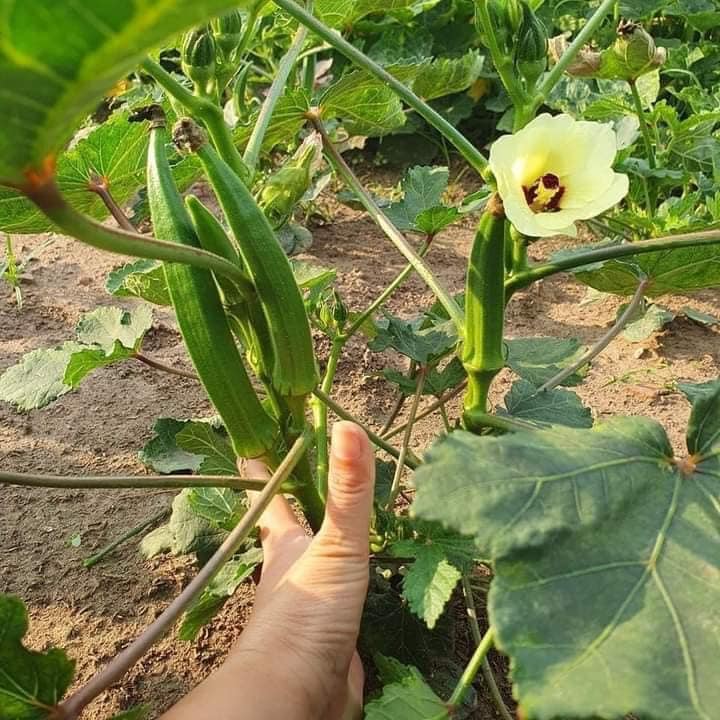 GÓI 20 HẠT GIỐNG ĐẬU BẮP LÙN
