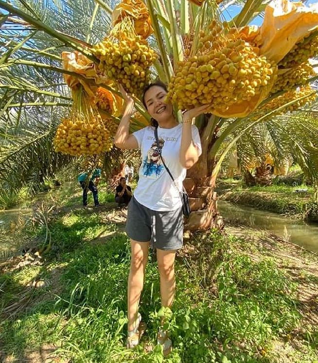 Hạt giống cây chà là Israel - 1 gói 10 hạt ( nảy mầm tốt )