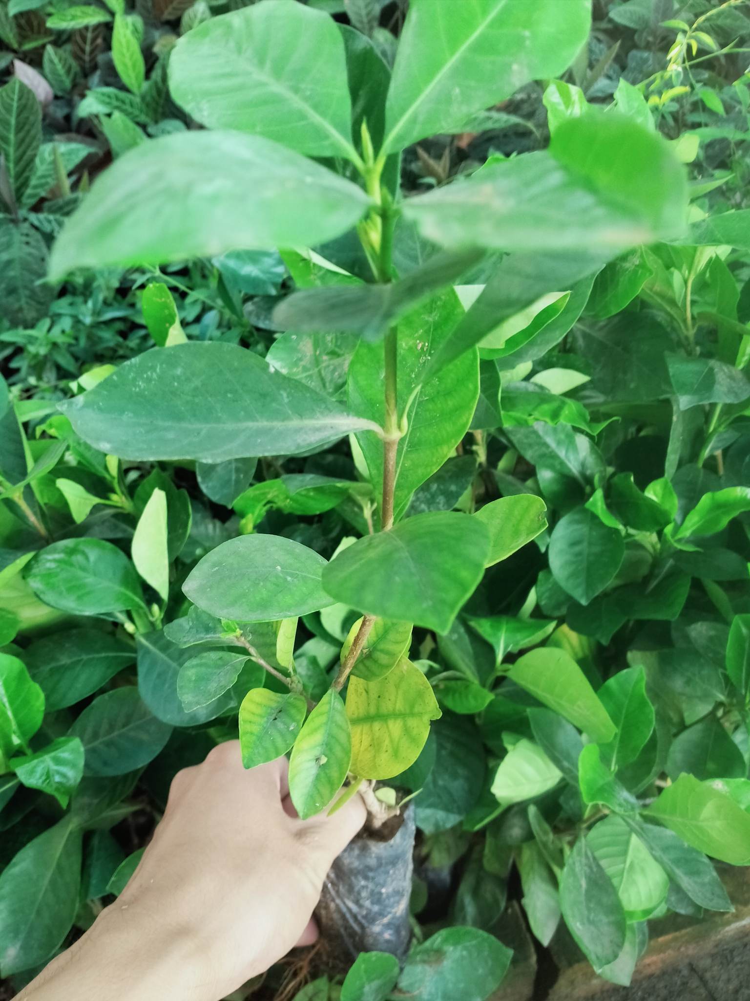 Combo 3 Cây Dành Dành, Bạch Thiên Hương