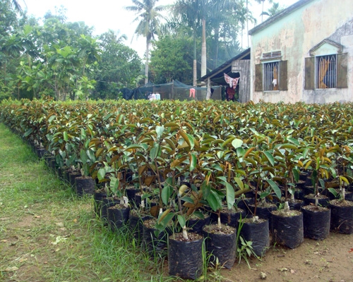 Cây giống vú sữa bơ hồng (cam kết giống chuẩn ). (chuẩn giống chất)