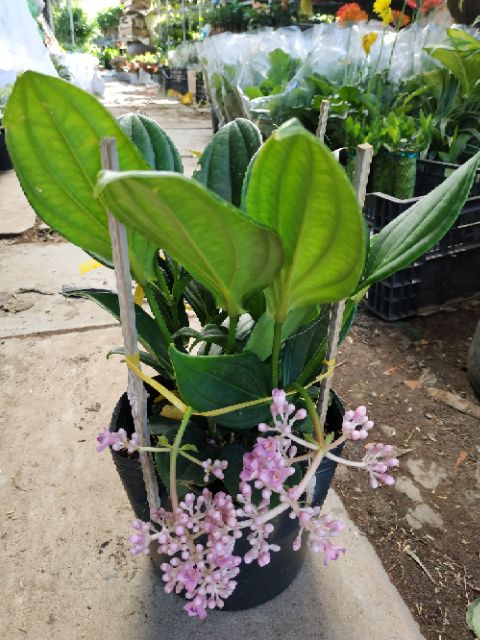 Cây giống Hoa Hòn Ngọc Viễn Đông