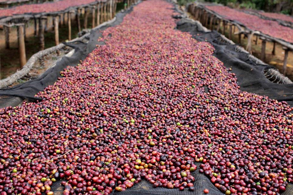 1KG CAFE LEELONG1 (85/15)