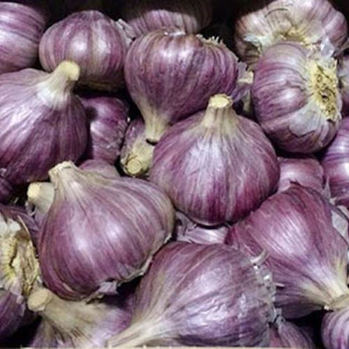 ( Miễn phí giao hàng ) tỏi tím Đà Lạt loại 1