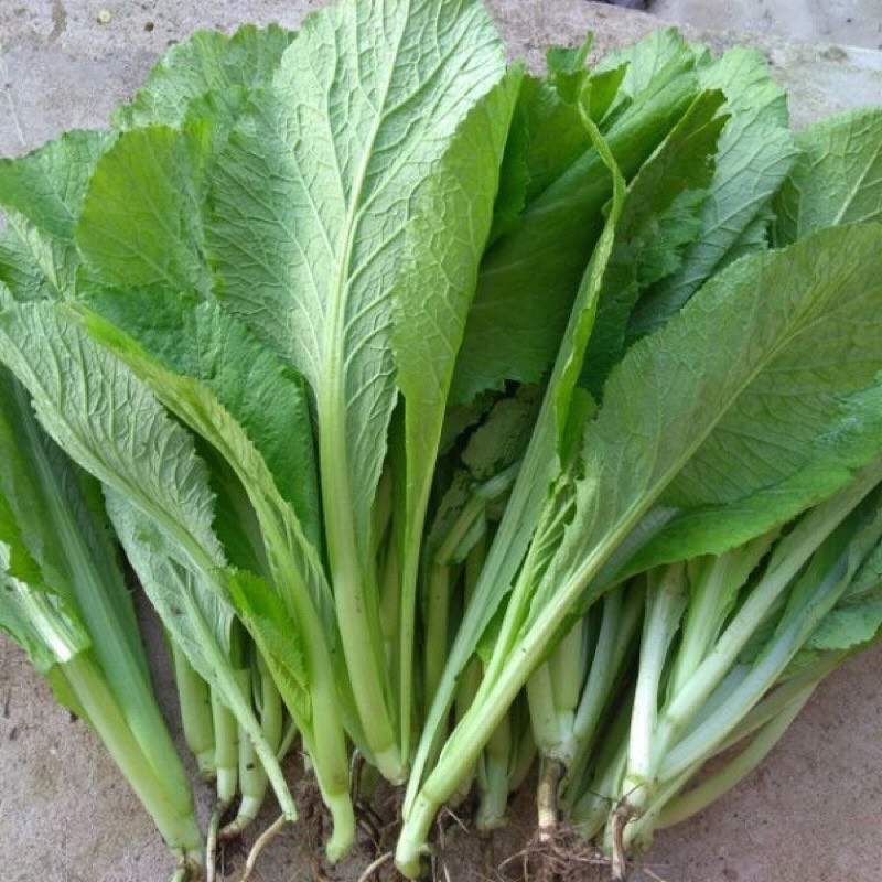 20gr hạt giống cải bẹ xanh
