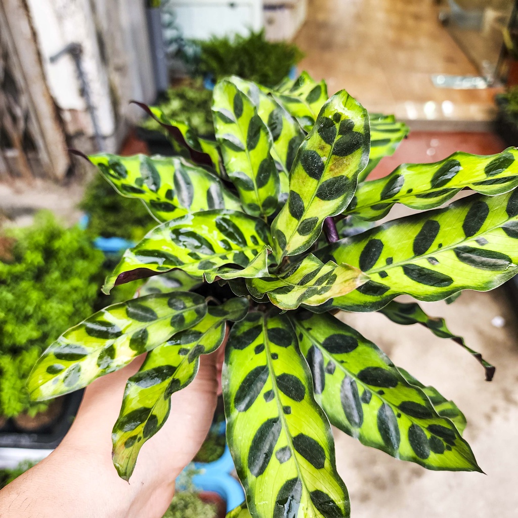 Cây đuôi công lá dài mini - cây cảnh đẹp, dễ trồng