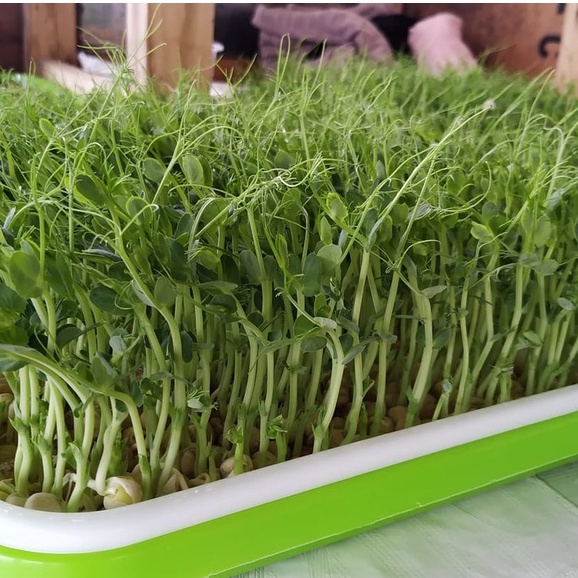 Khay Trồng Rau Mầm Thông Minh