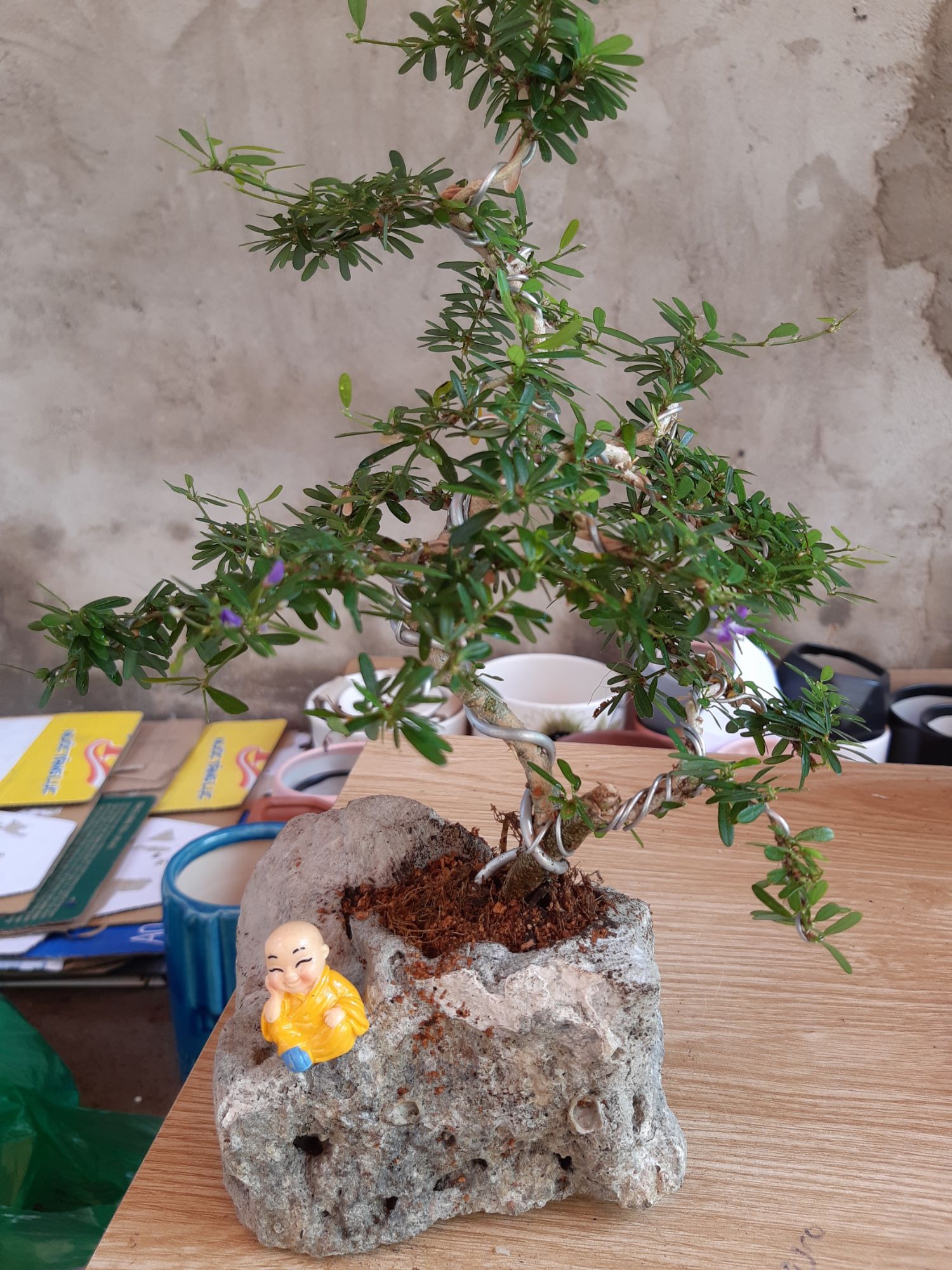linh sam bonsai non bộ đá